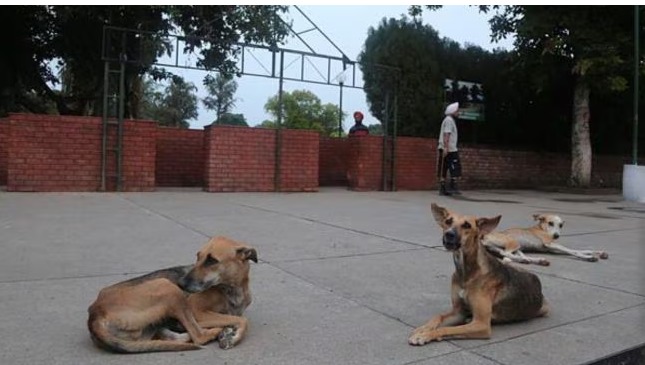 SC order on stray dogs impact in India